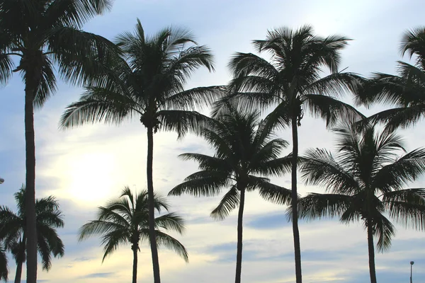 Palms and sunset — Stock Photo, Image