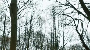 Soğuk bir kış gününde ağaçların tepesine çıkmak.