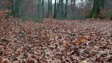 Orman ormanlarında yerdeki kahverengi yapraklar.