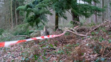 Sonbaharın sonunda tehlikeli bantlı ve testereli ağaçlar.