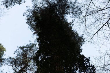 Ağaçların tepesinden ilkbahar gökyüzü