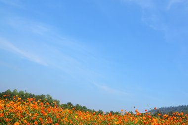 Cosmos çiçek alanı