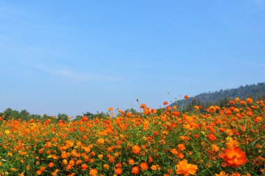 Cosmos çiçek alanı