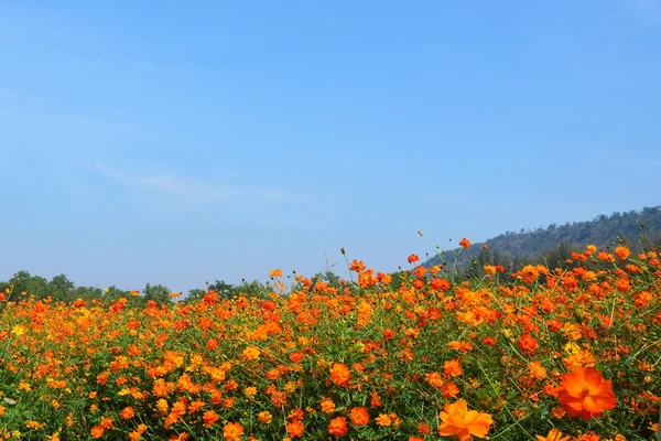 Cosmos çiçek alanı