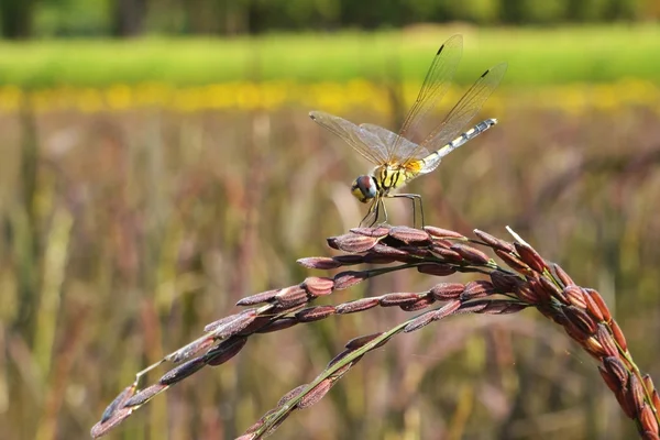Libelle im Feldreis — Stockfoto