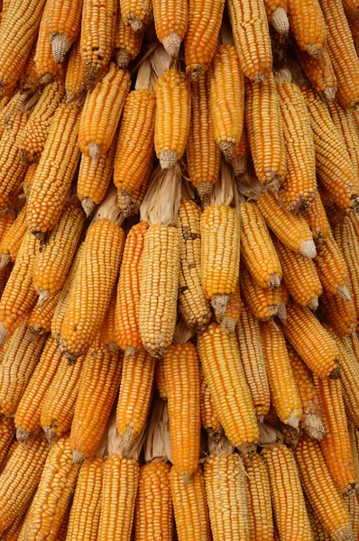 Желтая кукуруза — стоковое фото
