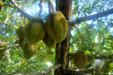 Durian ağacındaki Durian meyvesi, seçilen odak noktasını sığ alan derinliğiyle kaydet