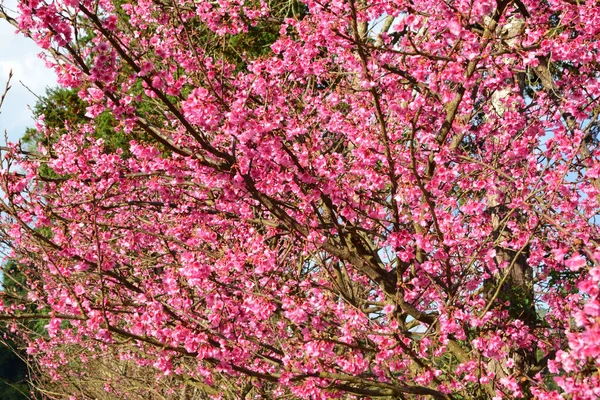 Flores Flor Cerezo Sakura Color Rosa Sobre Fondo Soleado —  Fotos de Stock