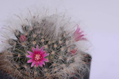 Mammillaria bocasana v. roseiflora, Mammillaria bocasanas 'ın özellikle pembe veya zengin gül renkli çiçekleri için seçilmiş bir kümesidir. Küresel ve silindirik sapları olan kümelenme oluşturan bir kaktüs.