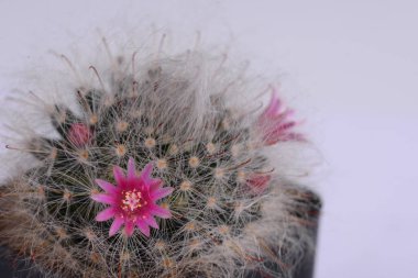 Mammillaria bocasana v. roseiflora is a cultivar of Mammillaria bocasanaselected specifically for its pink or rich rose-colored flowers. It is a clump-forming cactus with globular to cylindrical stems clipart