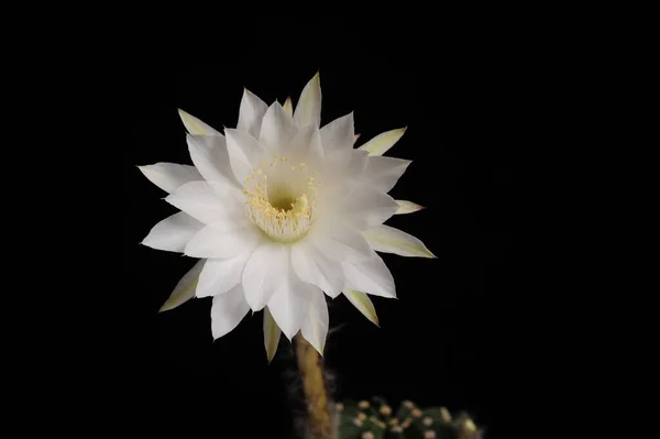 仙人掌花 Echinopsis Subdenudata Cactus Flower 复活节百合仙人掌 如果用种子种植 可能需要4年的时间才能开花 这些花很大 有时会使植物矮小 — 图库照片