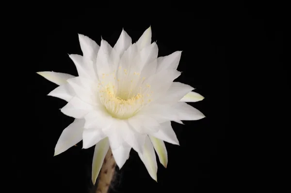 Echinopsis Subdenudata Kaktusz Virág Húsvéti Liliom Kaktusz Akár Négy Évig — Stock Fotó