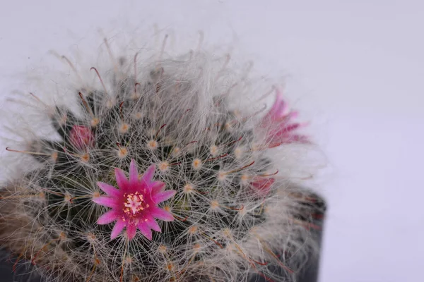 Mammillaria Bocasana Rosseiflora 是一种菊花的栽培品种 以其粉红色或浓郁的玫瑰花为特长 它是一丛生的仙人掌 球状到圆柱形的茎状物 — 图库照片