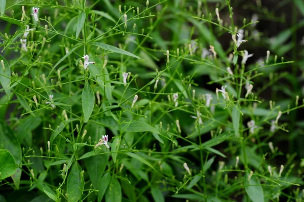 Andrographis Paniculata Comúnmente Conocido Como Creat Chiretta Verde Acanthaceae Inactivación — Foto de Stock