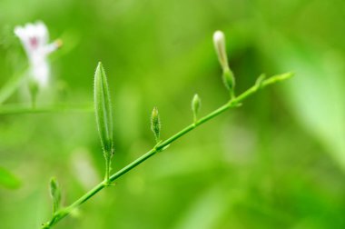 Green sheath  of andrographis paniculata, commonly known as creat or green chiretta, pathogen inactivation on coronaviruses is very important, note select focus
