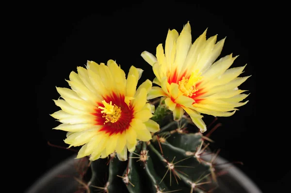 Hamatocactus Setispinus, Kirpi Kaktüsü, Sapkın Kaburga Kaktüsü, Fishhook Kaktüsü, bilimsel adı: Thelocactus setispinus (Engelm). E.F.Anderson