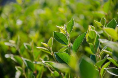 Güneşin yeşil çalı