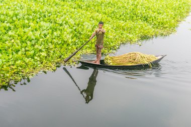 Çiftçi nilüfer alıyor 