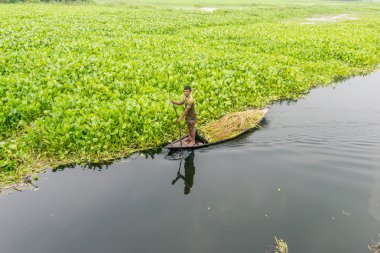 Çiftçi nilüfer alıyor 