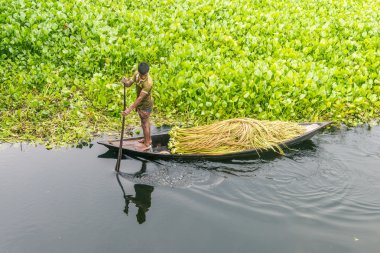 Çiftçi nilüfer alıyor 