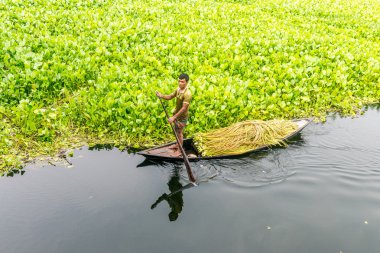Çiftçi nilüfer alıyor 