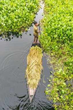 Çiftçi nilüfer alıyor 