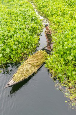 Çiftçi nilüfer alıyor 