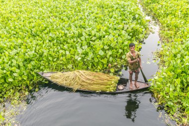 Çiftçi nilüfer alıyor 