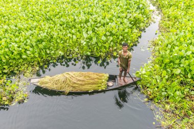 Çiftçi nilüfer alıyor 