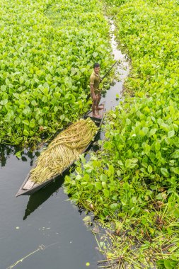 Çiftçi nilüfer alıyor 