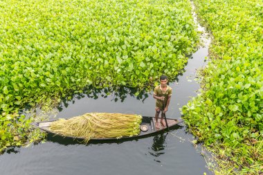 Çiftçi nilüfer alıyor 