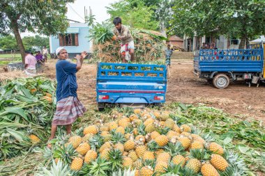 ananas satıcı fotoğraf