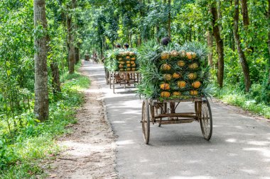 ananas satıcı fotoğraf