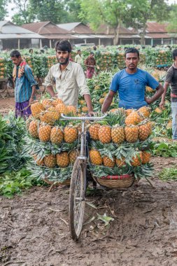 ananas satıcı fotoğraf