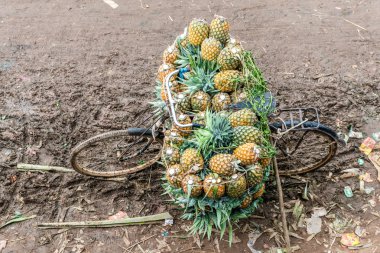 ananas satıcı fotoğraf