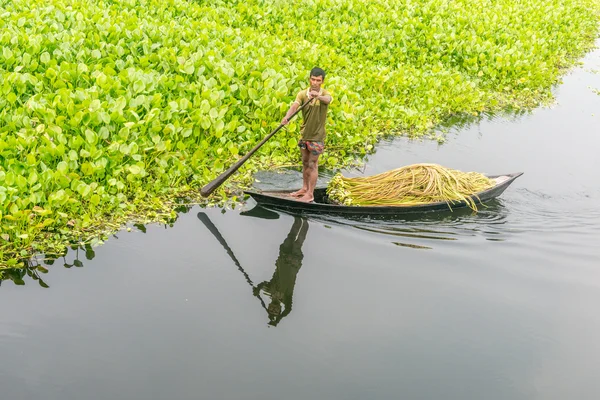 Çiftçi nilüfer alıyor 