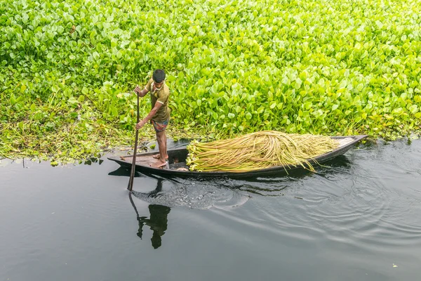 Çiftçi nilüfer alıyor 
