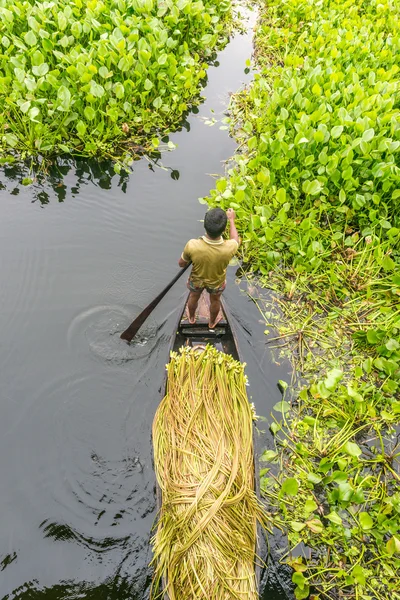 Çiftçi nilüfer alıyor 