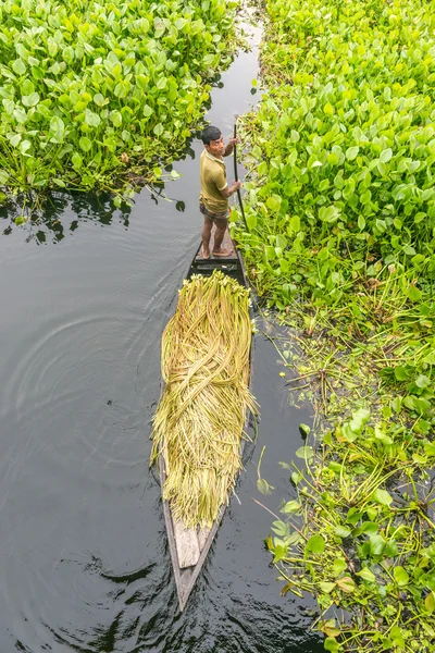 Çiftçi nilüfer alıyor 