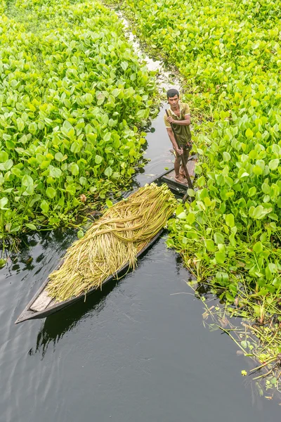 Çiftçi nilüfer alıyor 