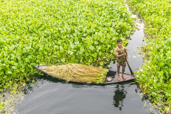 Çiftçi nilüfer alıyor 