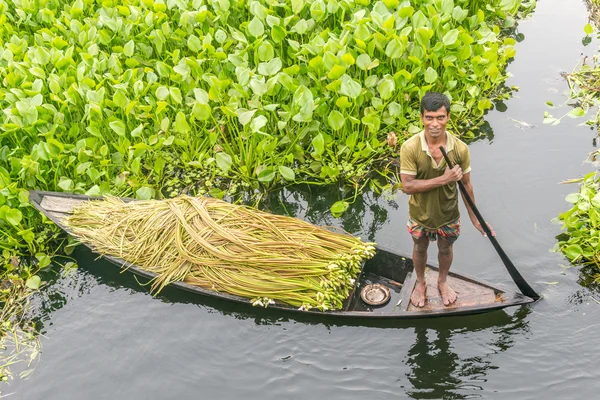 Çiftçi nilüfer alıyor 