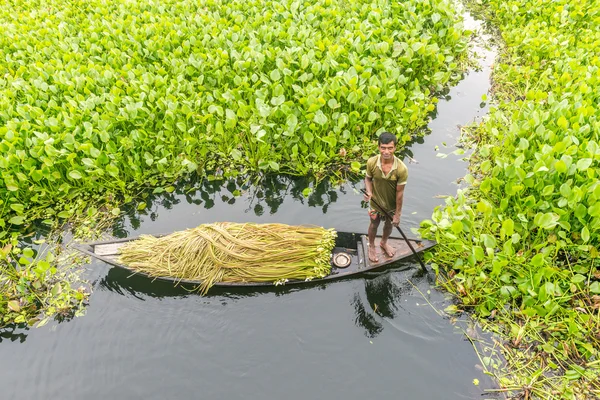 Çiftçi nilüfer alıyor 