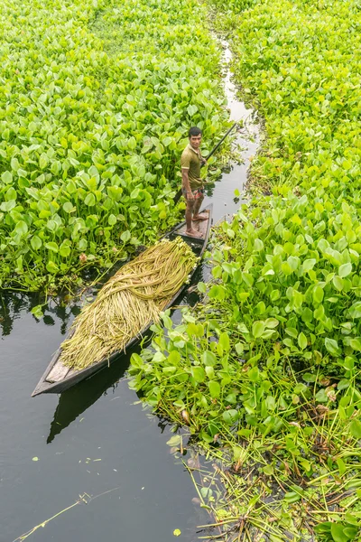 Çiftçi nilüfer alıyor 
