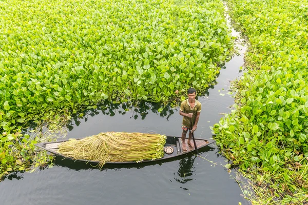 Çiftçi nilüfer alıyor 
