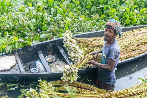 Çiftçi nilüfer alıyor 
