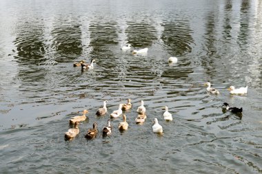 Hüseyni Dalan stok fotoğraf