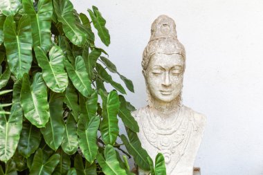 Orman stok fotoğraf bakan Buda heykeli