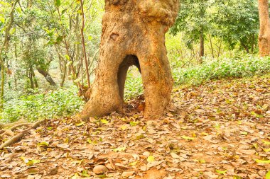 sihirli orman yolu stok fotoğraf