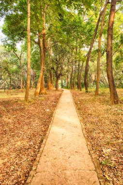 sihirli orman yolu stok fotoğraf